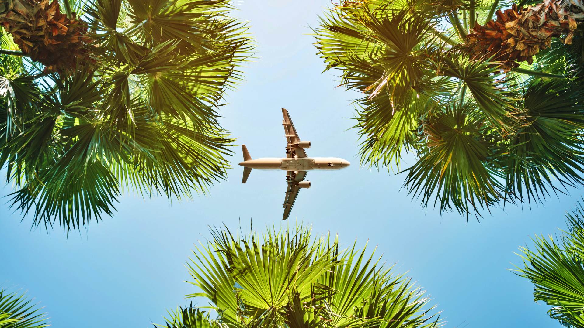 Vliegtuig bij nadering boven palmbomen