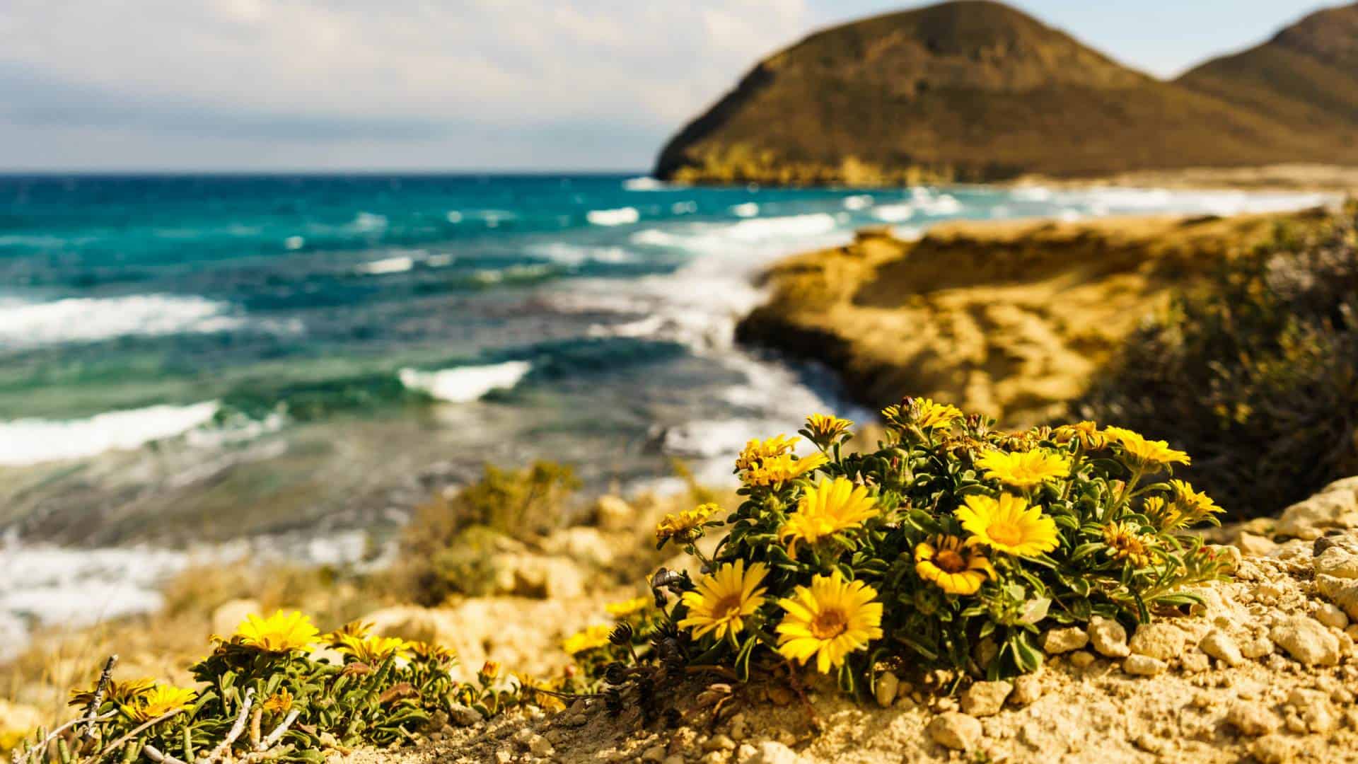 Nachhaltiger Urlaub: Blüten am Playa El Playazo in Cabo de Gata